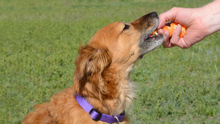 Can Dogs Eat Oranges? Read Before You Feed | Purina